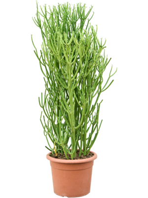 Euphorbia tirucalli 'Sticks on Fire' (100-120cm)