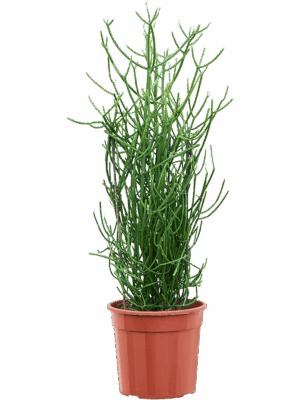 Euphorbia tirucalli