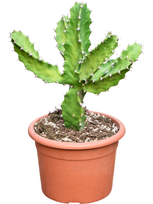 Euphorbia tortilis