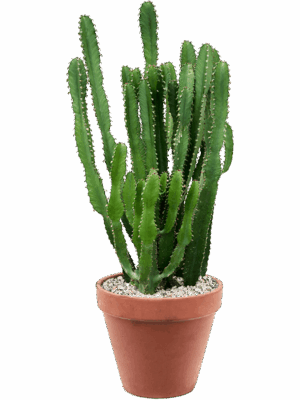 Euphorbia triangularis