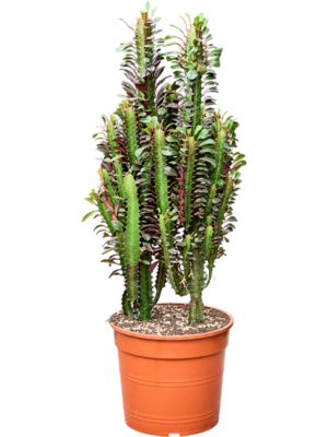 Euphorbia trigona 'Rubra'