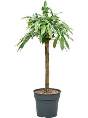 Ficus binnendijkii 'Amstel King'