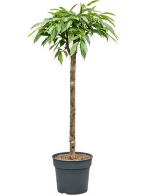 Ficus binnendijkii 'Amstel King'