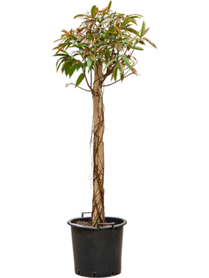 Ficus binnendijkii 'Amstel King' (180-220)