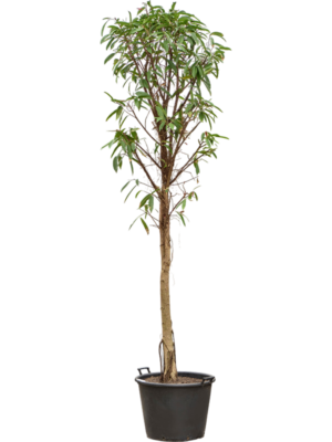 Ficus binnendijkii 'Amstel King' (280-320)