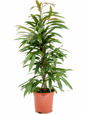 Ficus binnendijkii 'Amstel King'