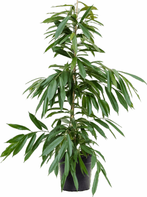 Ficus binnendijkii 'Amstel King'