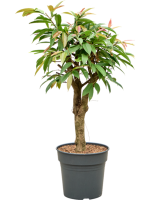 Ficus binnendijkii 'Amstel King'