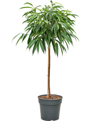 Ficus binnendijkii 'Alii'