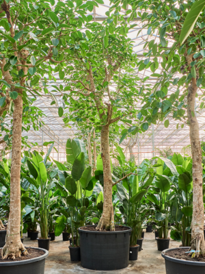 Ficus altissima