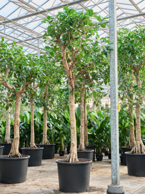 Ficus altissima