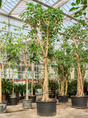 Ficus altissima