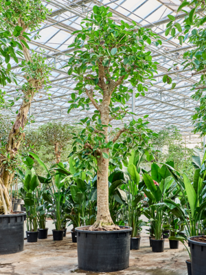 Ficus altissima