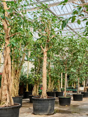 Ficus altissima