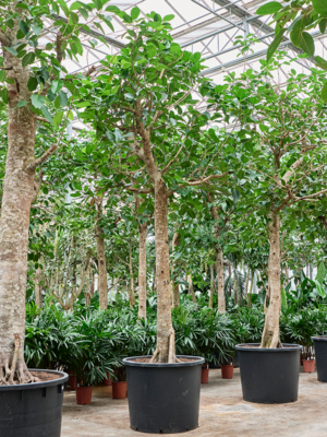 Ficus altissima