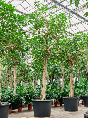 Ficus altissima