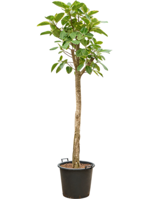 Ficus altissima 'Variagata'
