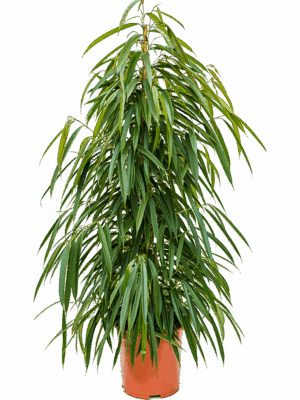 Ficus binnendijkii 'Alii'