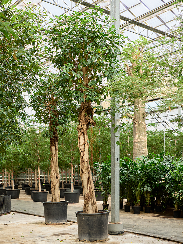 Ficus rubiginosa 'Australis'