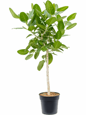 Ficus benghalensis 'Audrey'