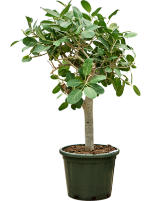 Ficus benghalensis 'Audrey'