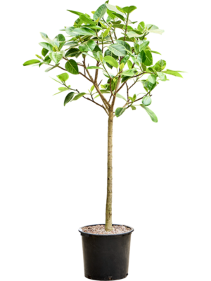 Ficus altissima