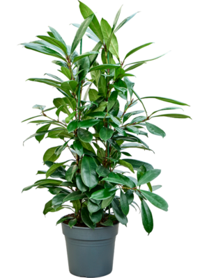 Ficus cyathistipula