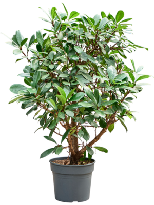 Ficus cyathistipula (140-180)