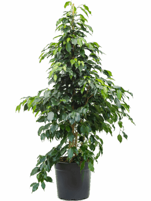Ficus benjamina 'Danielle'