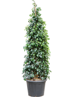 Ficus benjamina 'Danielle'