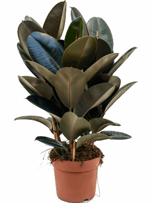 Ficus elastica 'Abidjan'