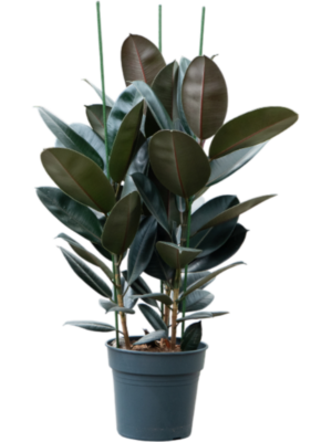 Ficus elastica 'Abidjan'