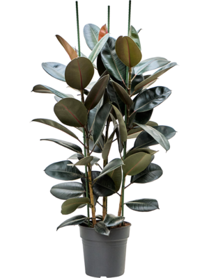 Ficus elastica 'Abidjan'