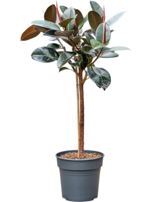 Ficus elastica 'Abidjan'