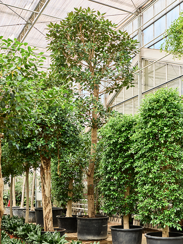 Ficus macrophylla