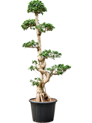 Ficus microcarpa 'Compacta'