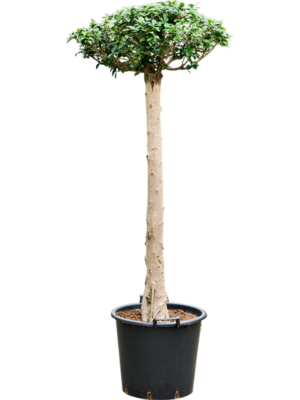 Ficus microcarpa compacta