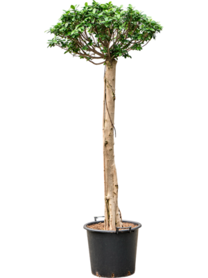 Ficus microcarpa 'Compacta'