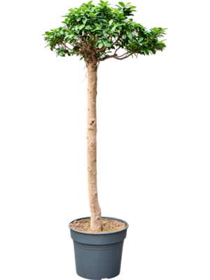 Ficus microcarpa 'Compacta'