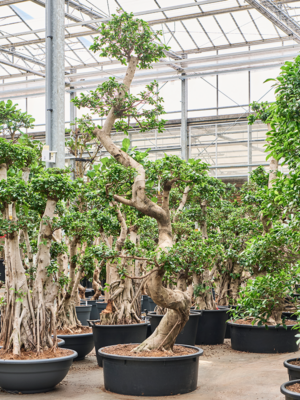 Ficus microcarpa 'Compacta'