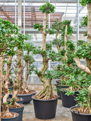 Ficus microcarpa 'Compacta'