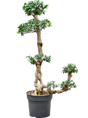 Ficus microcarpa 'Compacta'