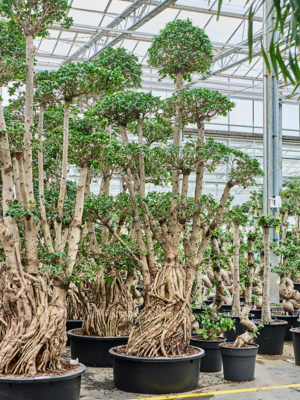 Ficus microcarpa 'Compacta'