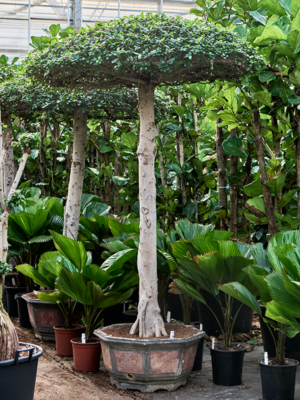 Ficus microcarpa 'Compacta'