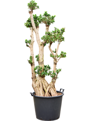 Ficus microcarpa 'Compacta'