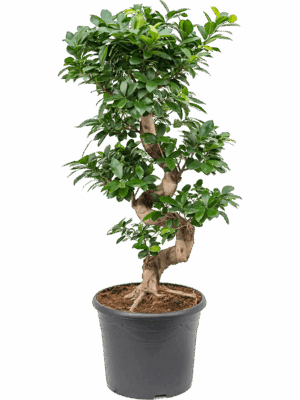 Ficus microcarpa 'Compacta'