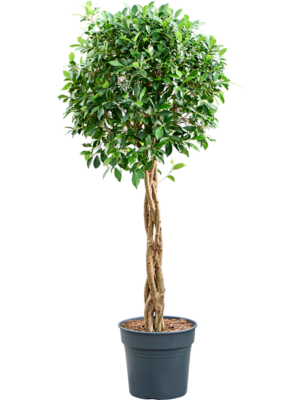 Ficus microcarpa ‘Nitida’