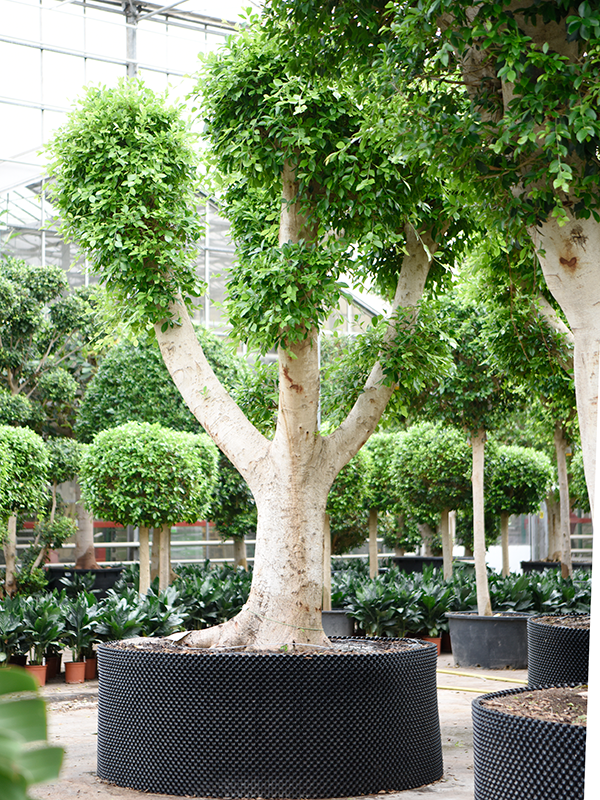 Ficus microcarpa 'Nitida'