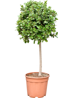 Ficus 'Panda'