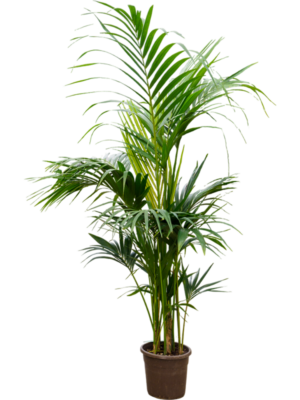 Kentia (Howea) forsteriana